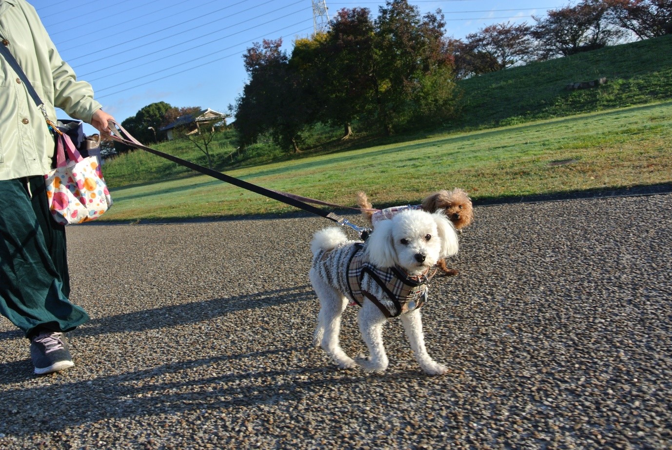 大阪・大東市】水鳥の集まる池と緑に囲まれた府営公園 深北緑地 公園お