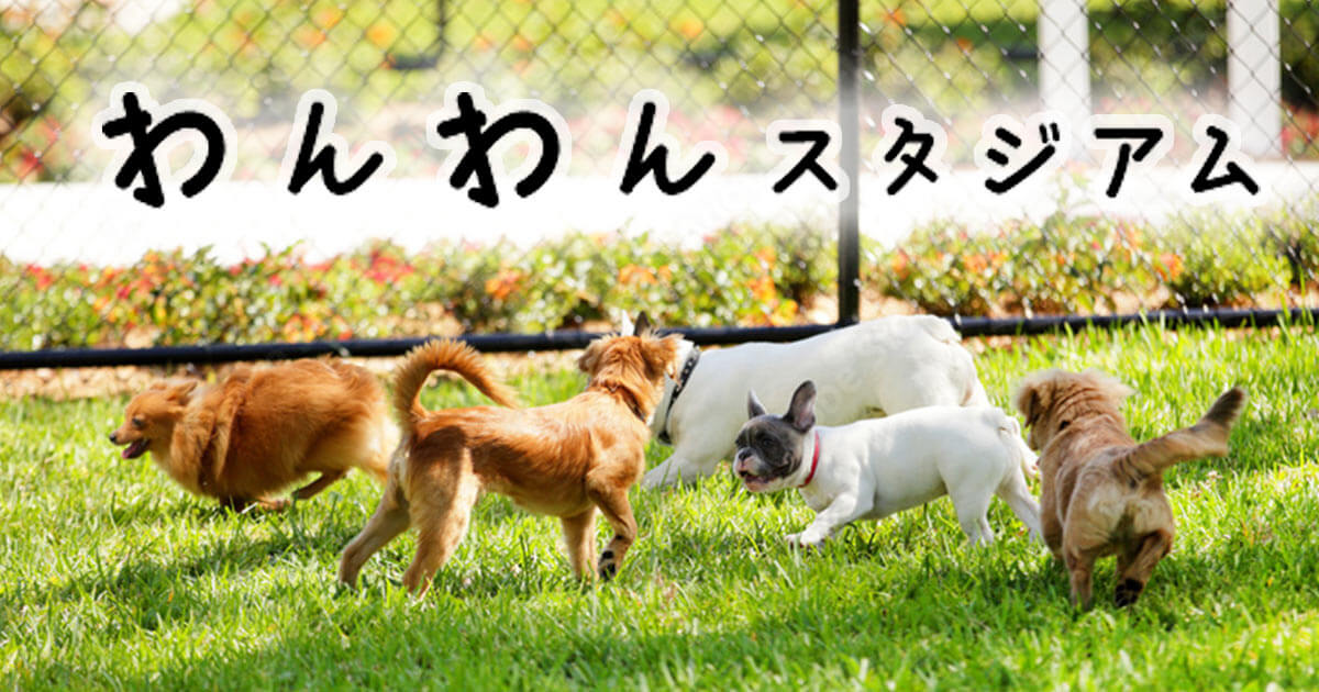 MEMBER（投稿者一覧） | わんわんスタジアム 〜わんスタ〜