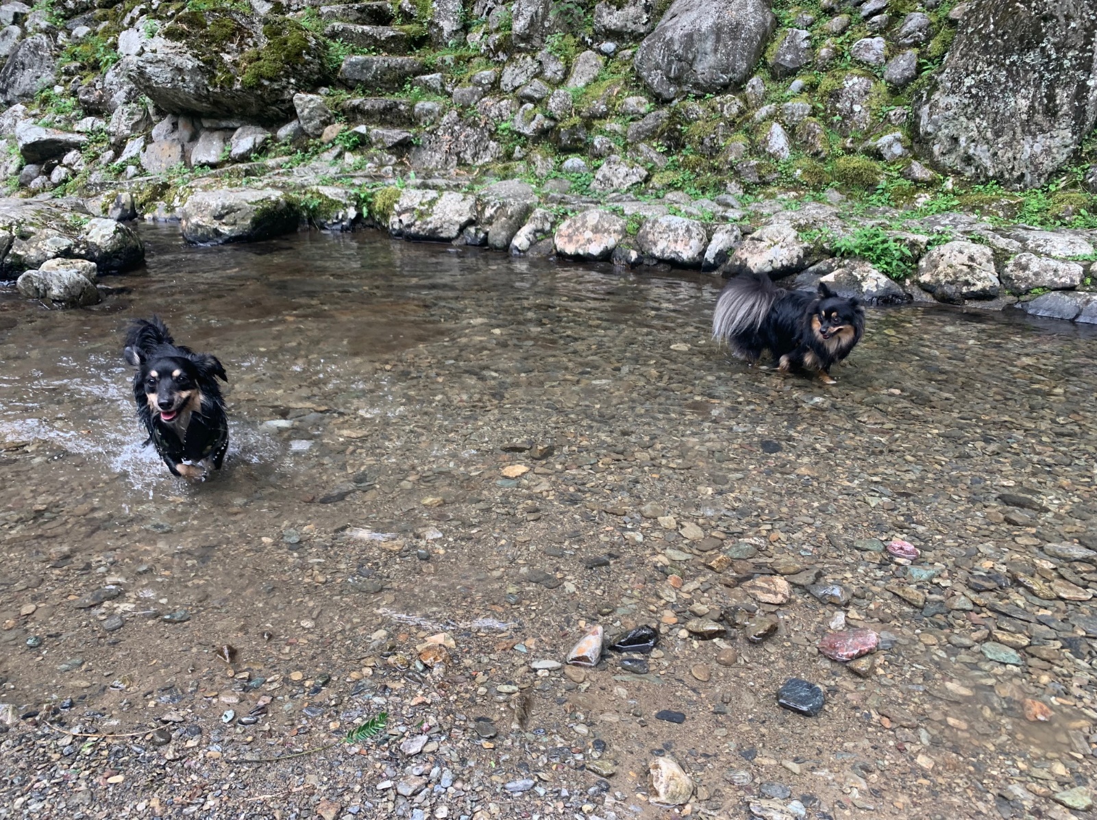 奈良 吉野郡 蜻蛉の滝ふもとの川上村 あきつの小野公園 で犬と川遊び