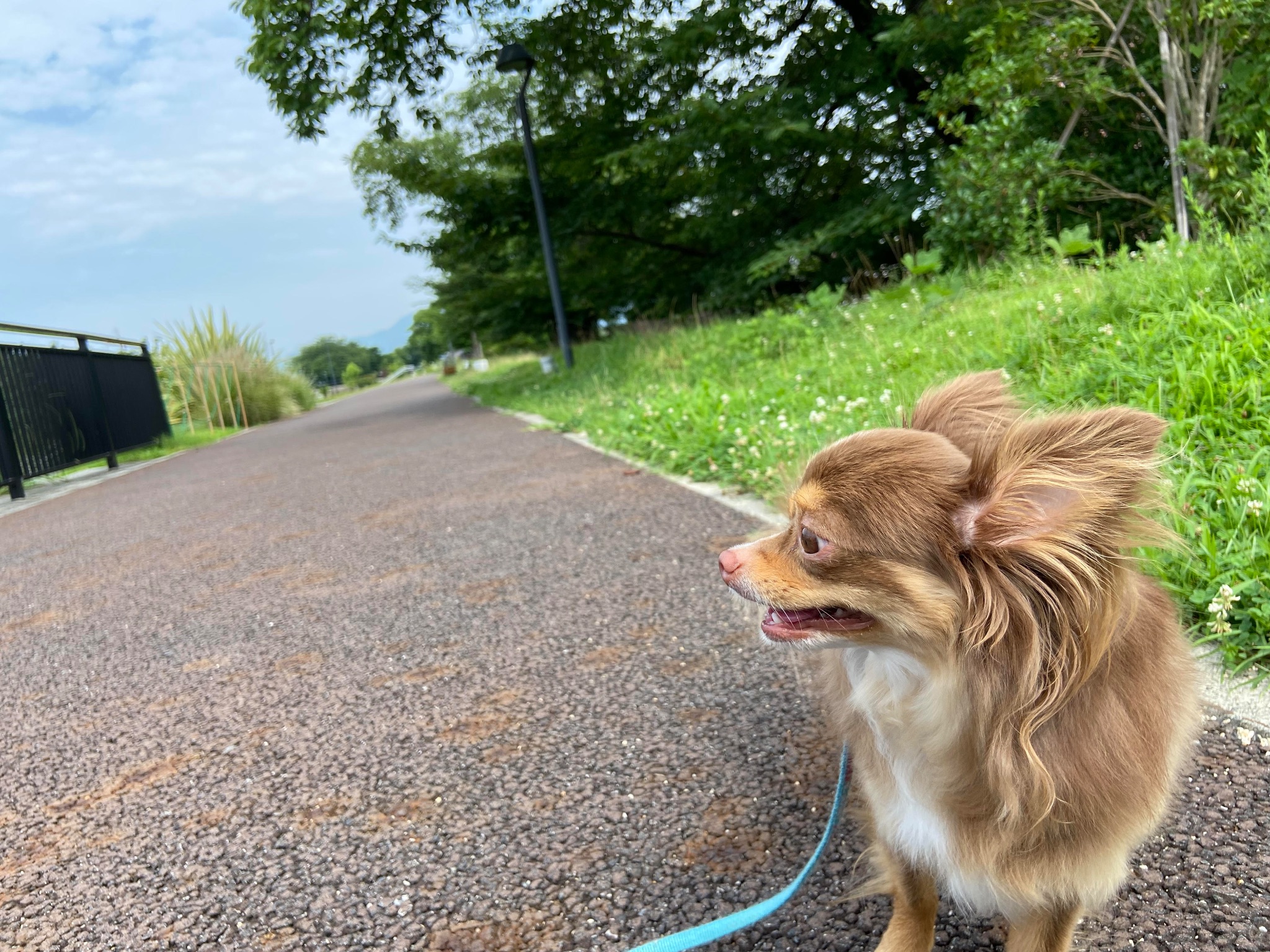 ペットと散歩 滋賀/草津市】de愛ひろば「愛犬と一緒にお散歩やイベントが楽しめる」