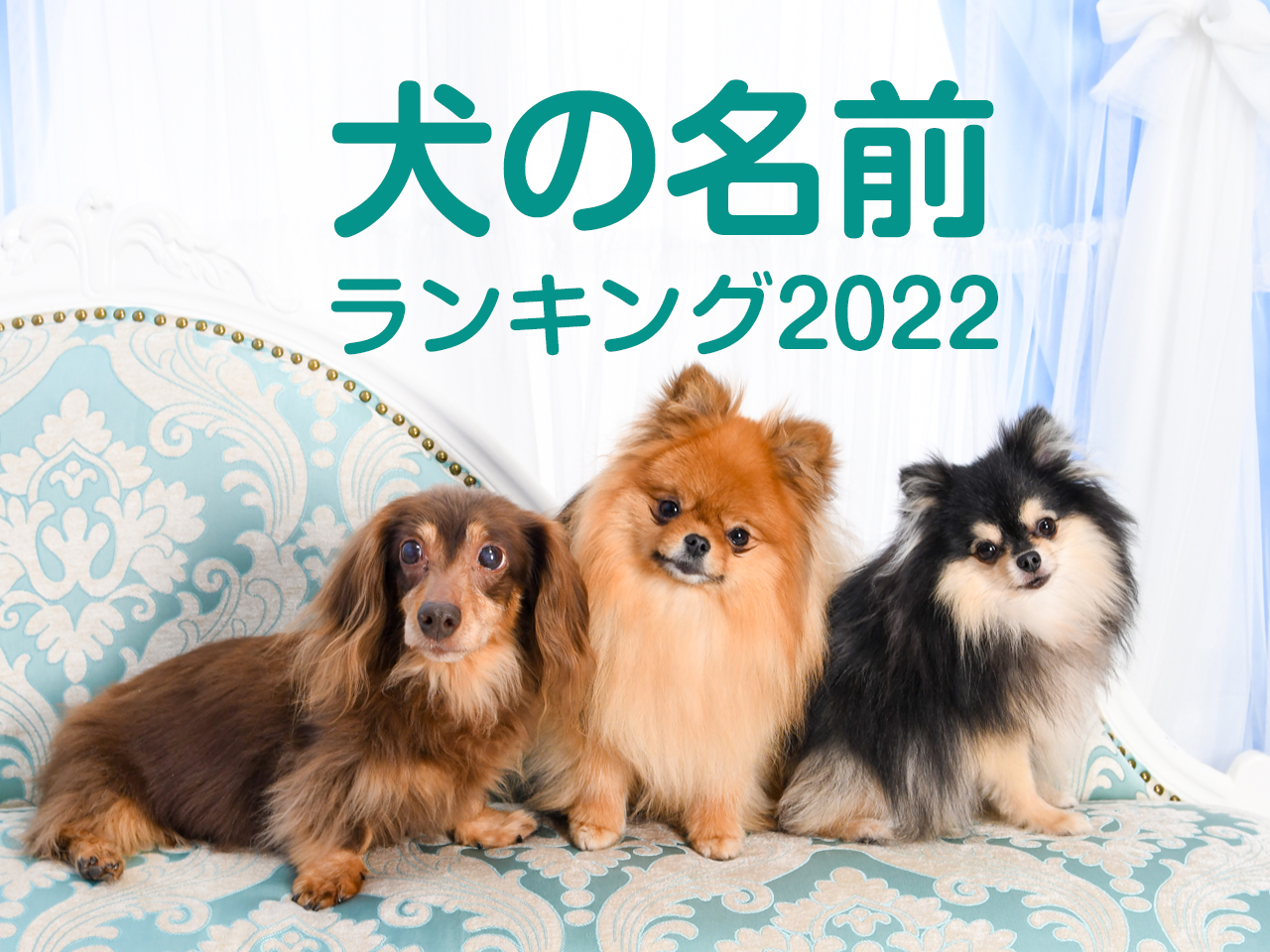 犬の名前の最新人気ランキング22年度版 わんわんスタジアム