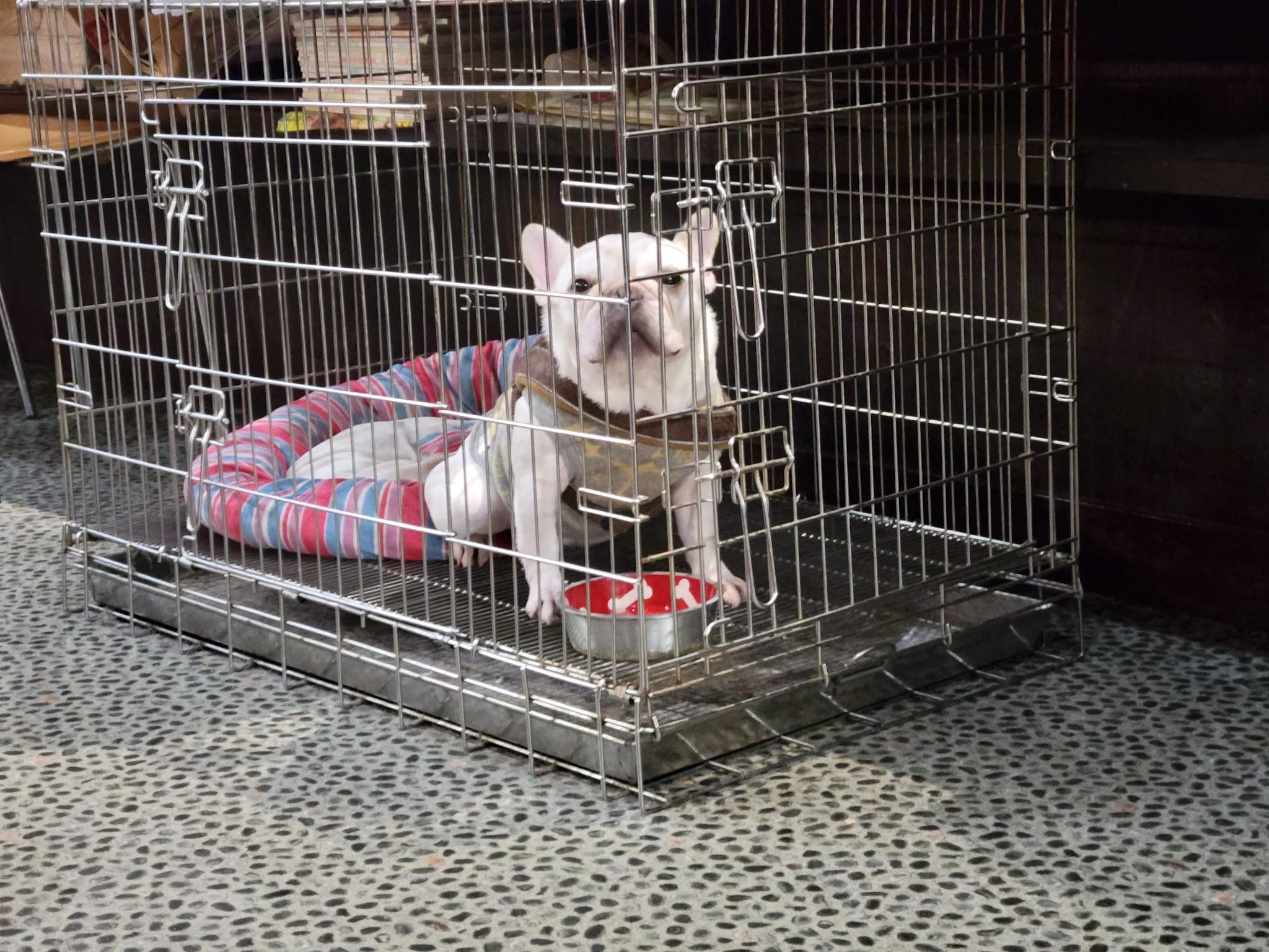 【大阪・東大阪市】夜9時まで営業の室内ドッグラン兼ドッグカフェ『ショウ君パパのドッグカフェ』 わんわんスタジアム