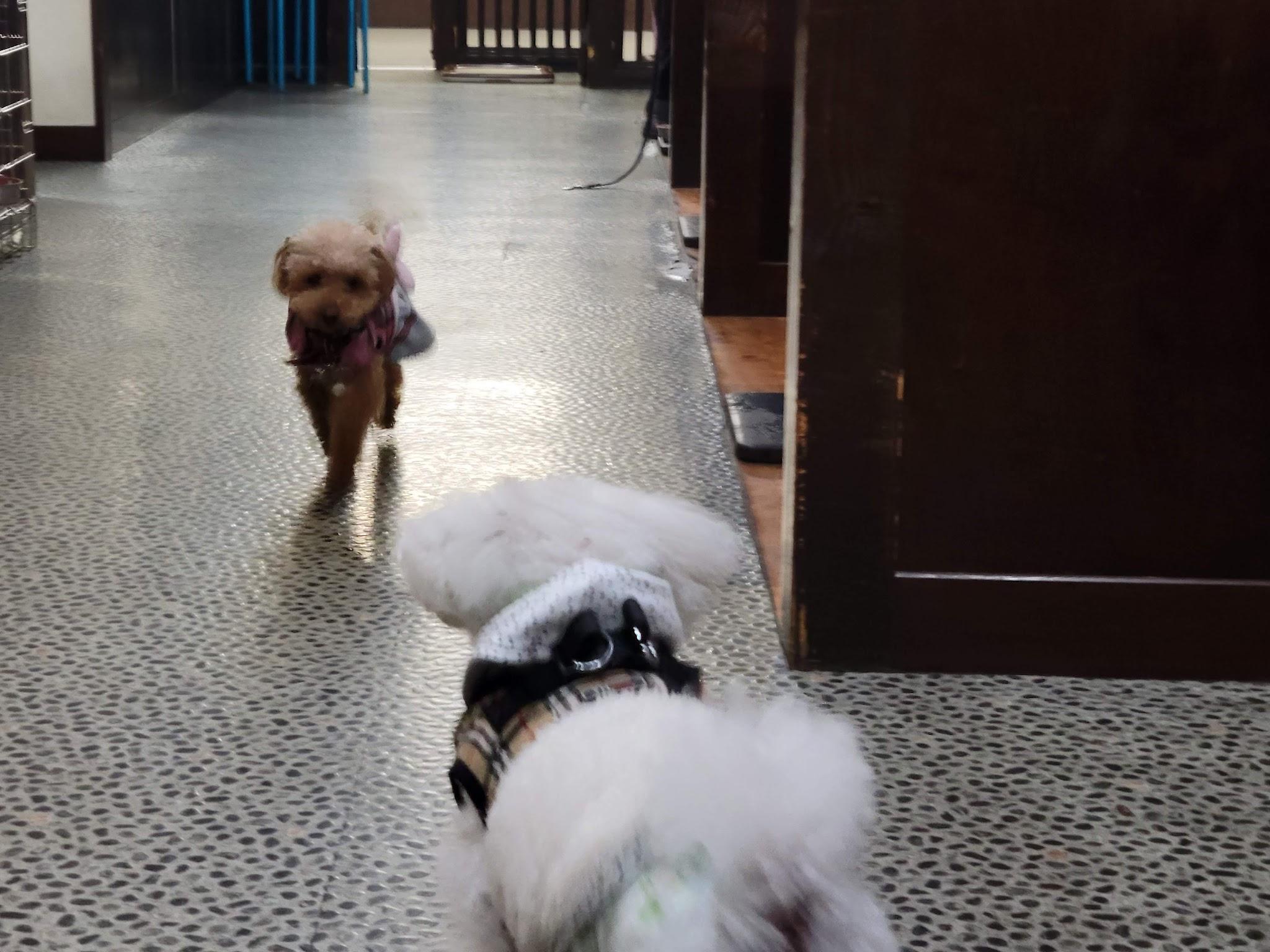 【大阪/東大阪市】ショウ君パパのドッグカフェ「夜9時まで営業の室内ドッグラン兼ドッグカフェ」