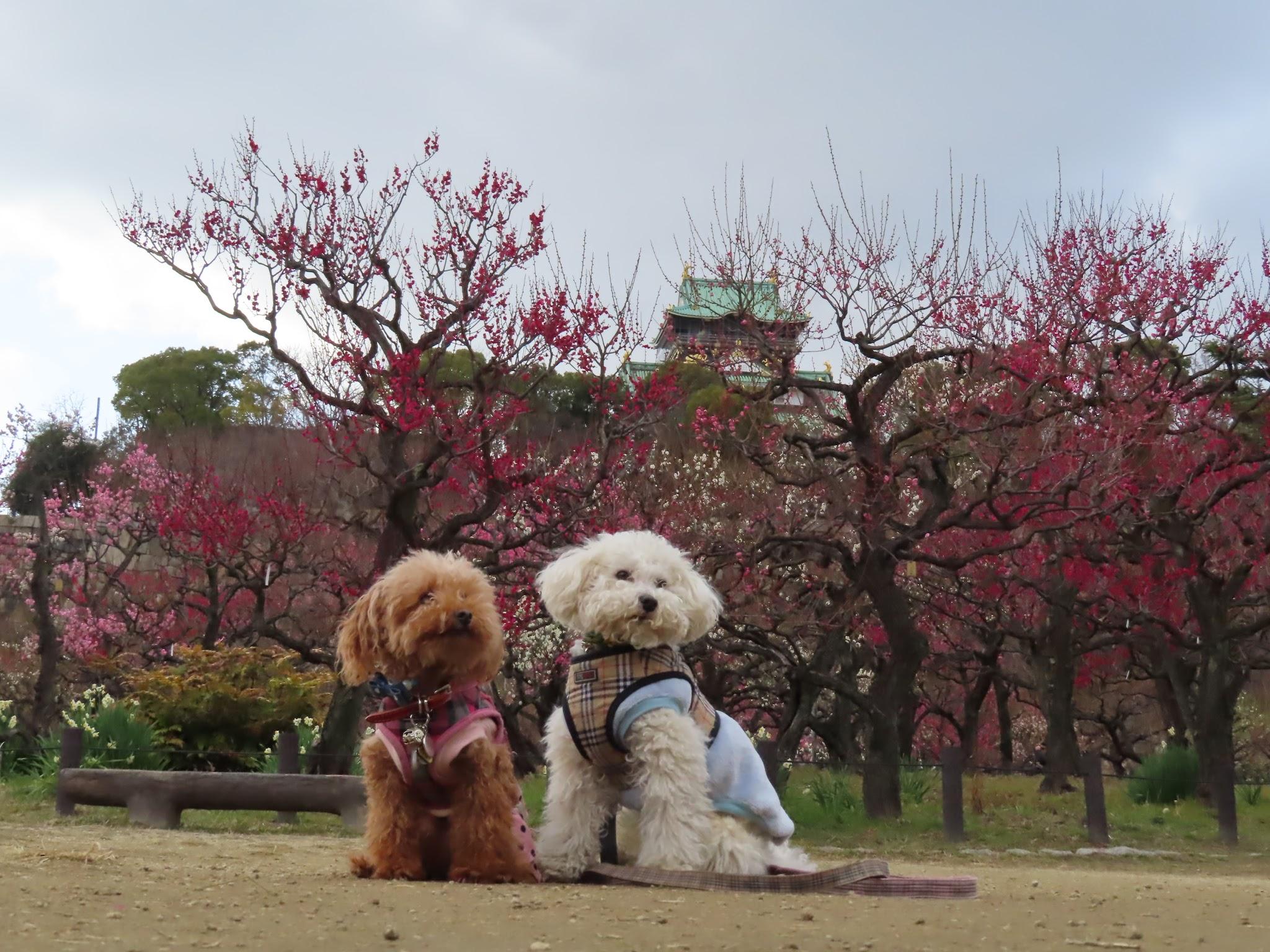 【大阪市中央区】大阪城公園「都会の中のオアシスをお散歩～梅の花を見に行こう～」