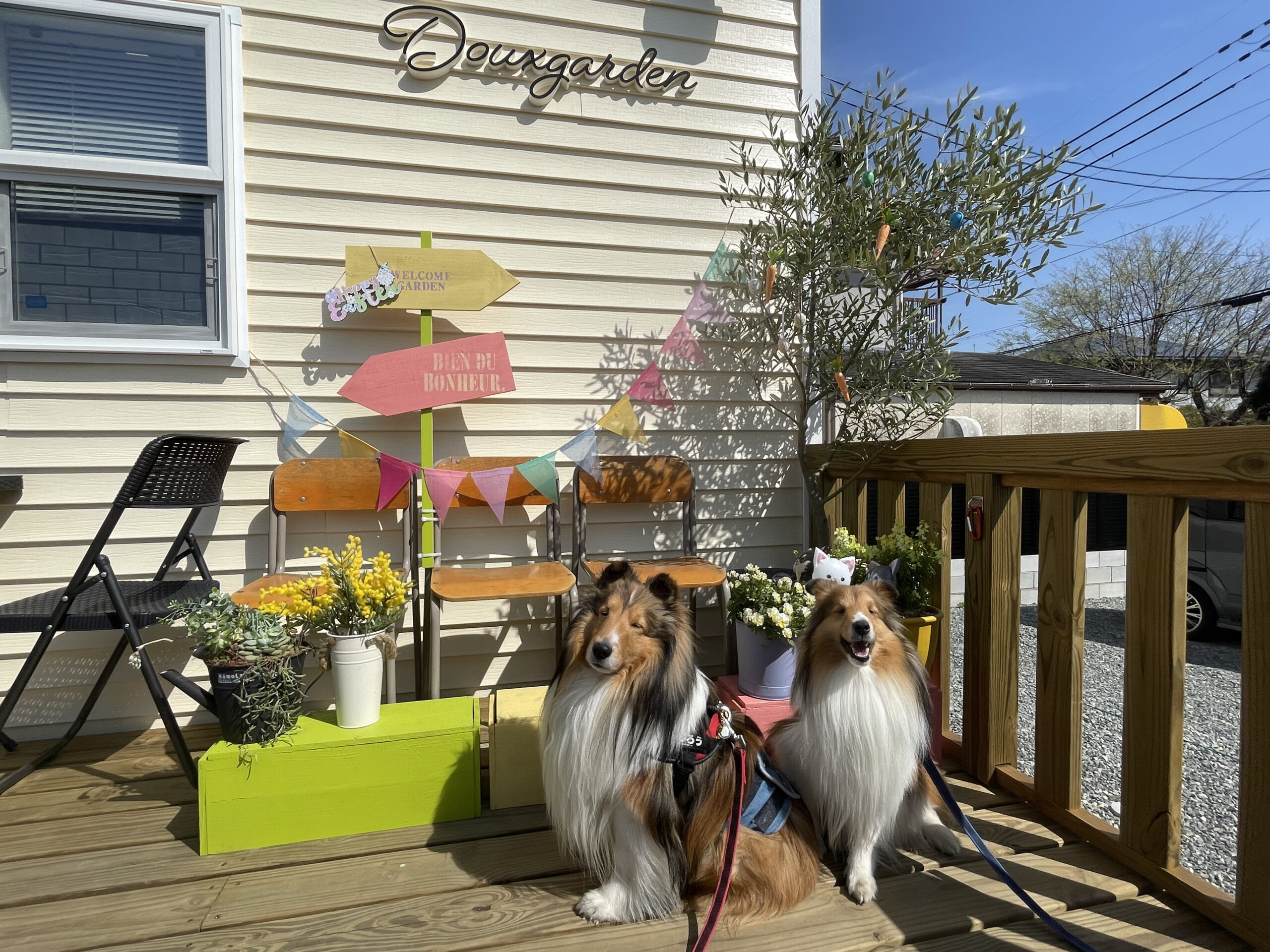 大阪狭山市】dog cafe &run Douxgarden「約1500㎡の土地の広々