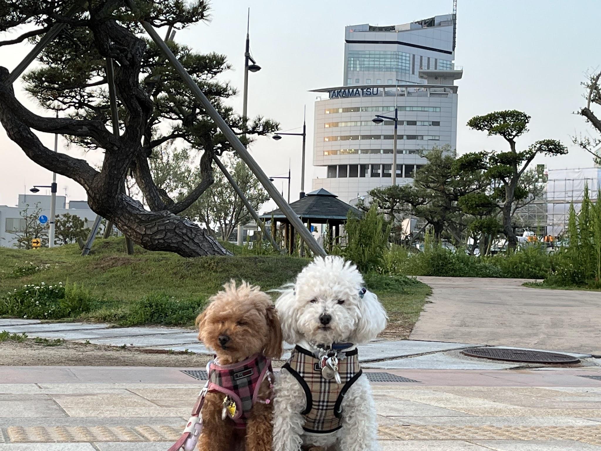 香川】神戸発ジャンボフェリーでわんちゃんと一緒にうどん県へ『公園お