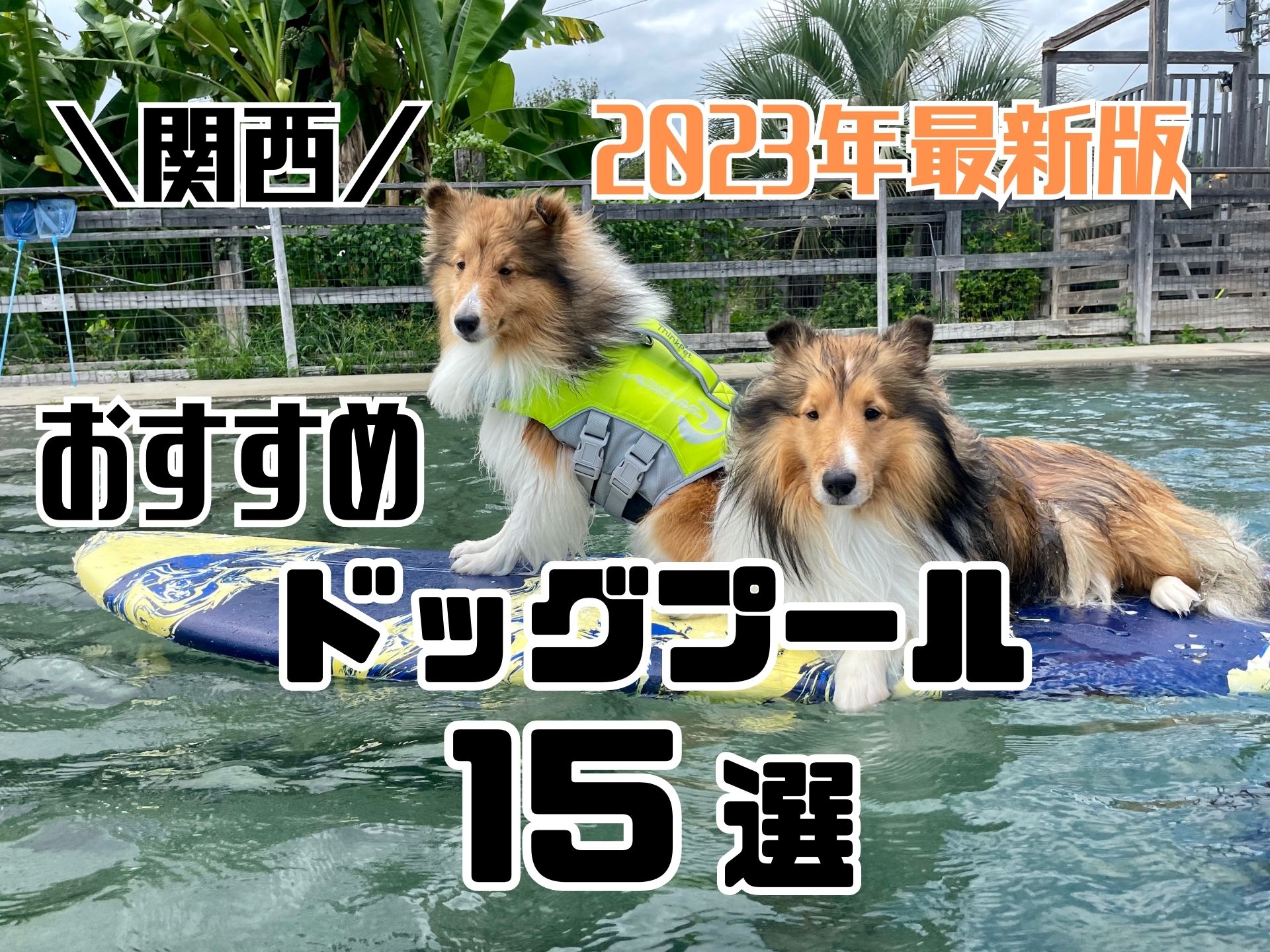 関西】2023年7月夏本番！犬用のドッグプールで遊ぼう！おすすめドッグ 