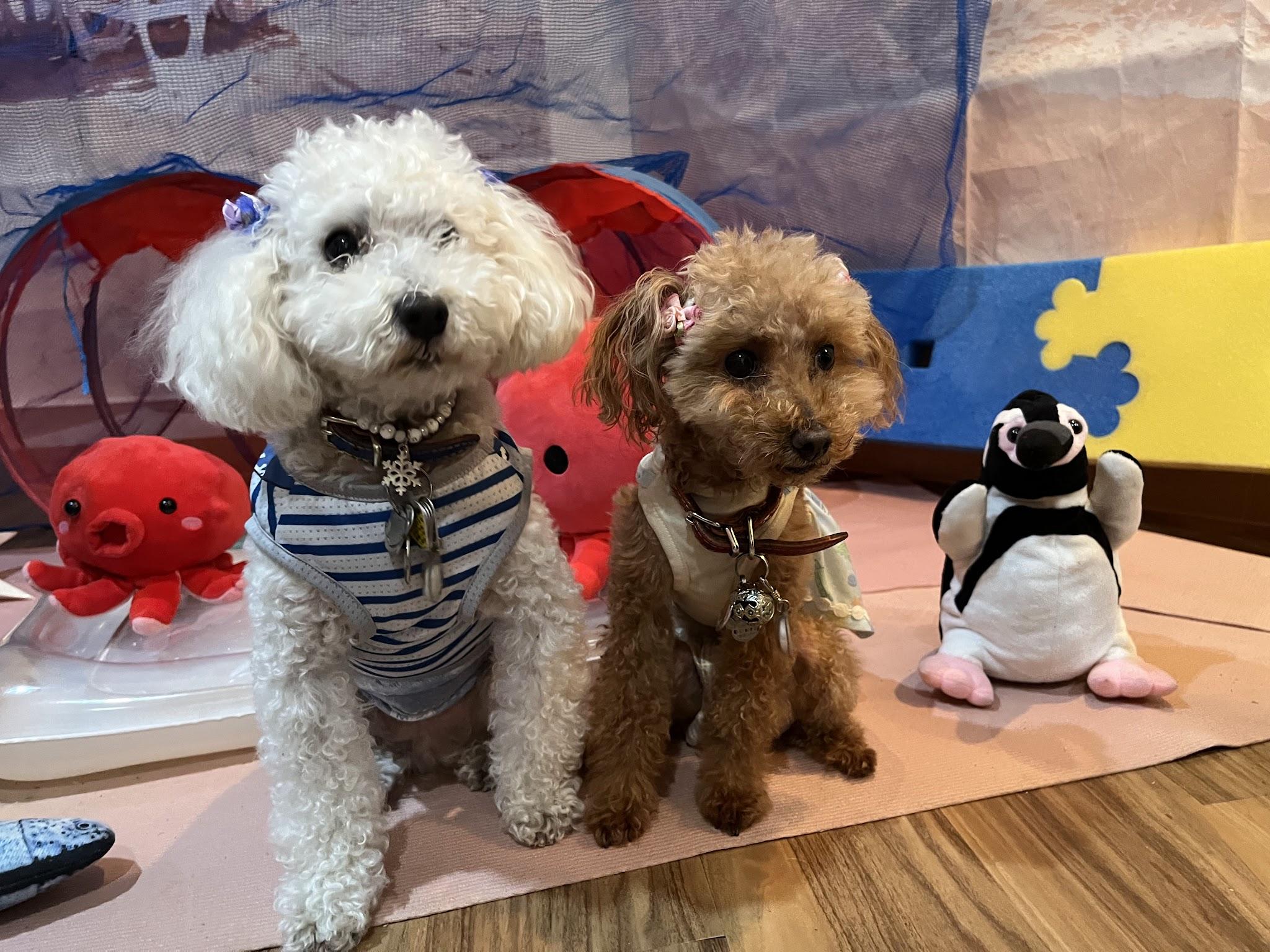 大阪/高槻市】Mofu's Cafe(モフズカフェ)「ワンちゃん店内同伴OK！駅前