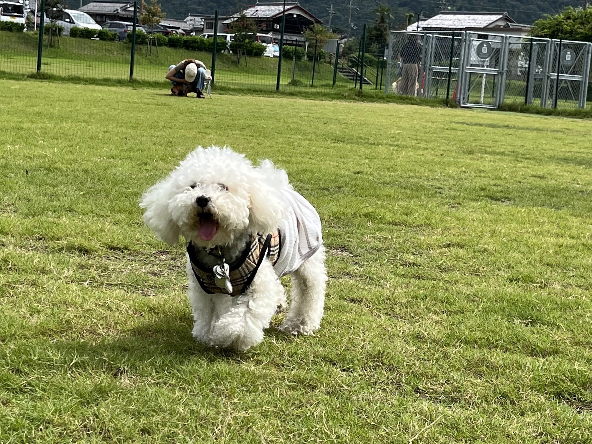 わんこ 店内わんこOK】新潟市南区白根地区にできたcafe Felizさん : 黒ぽめ