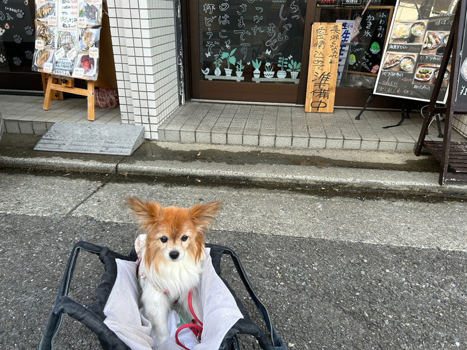 兵庫県/西宮市】きなぎ「看板犬は穏やかな秋田犬3匹！魚介類新鮮！ワン