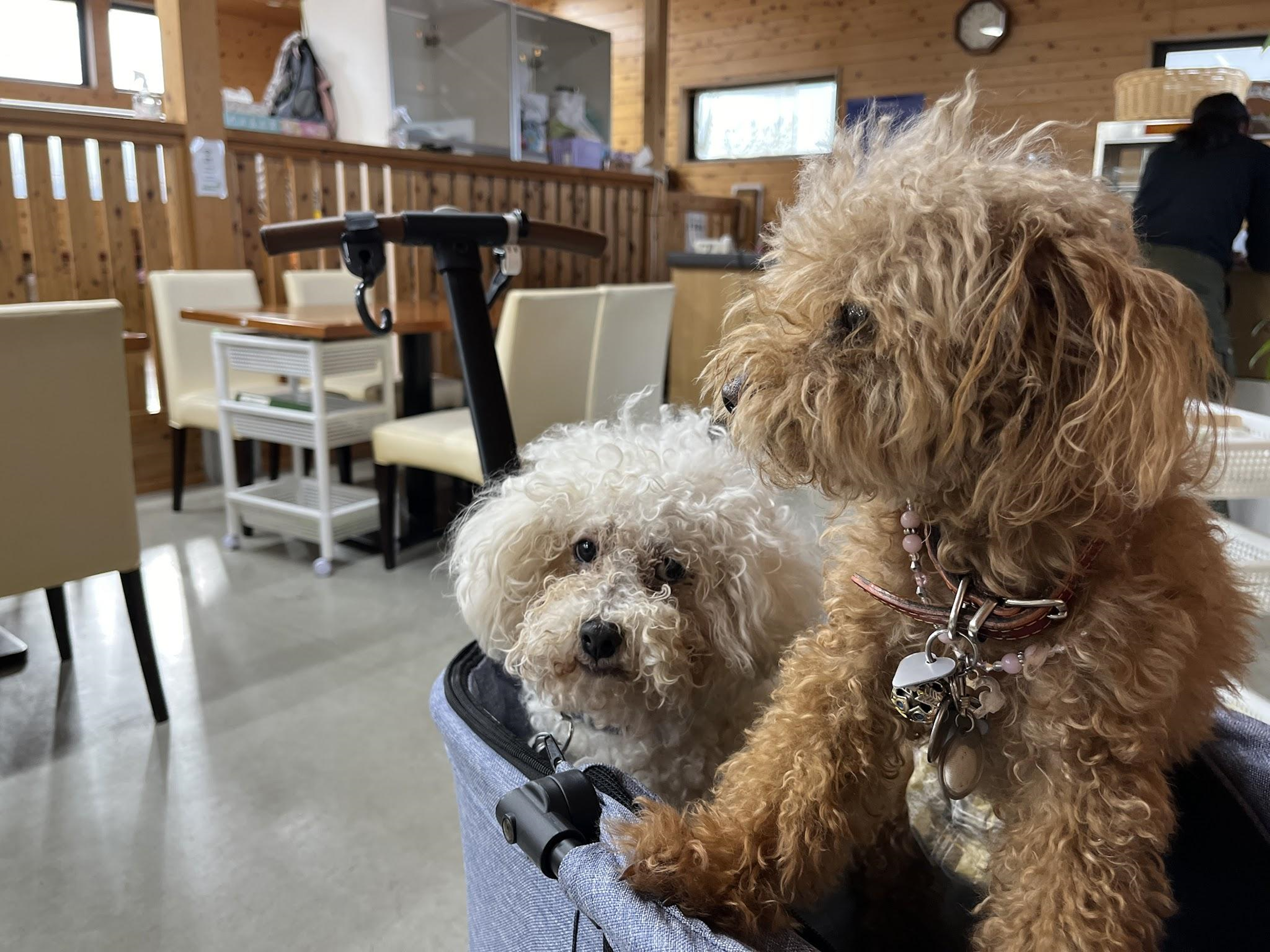 滋賀/東近江市】ドッグラン＆カフェ Withわんっ！「国道沿いにある保護