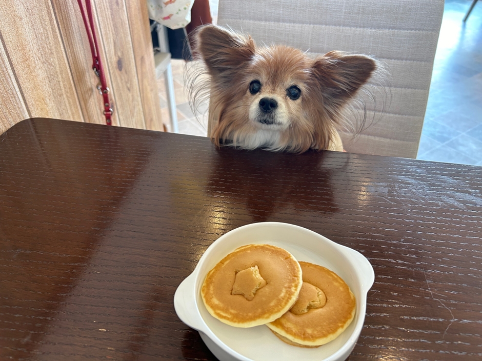 犬と月 ボディボード 2枚セット 大阪手渡し可能！ 犬と月 ボディボード