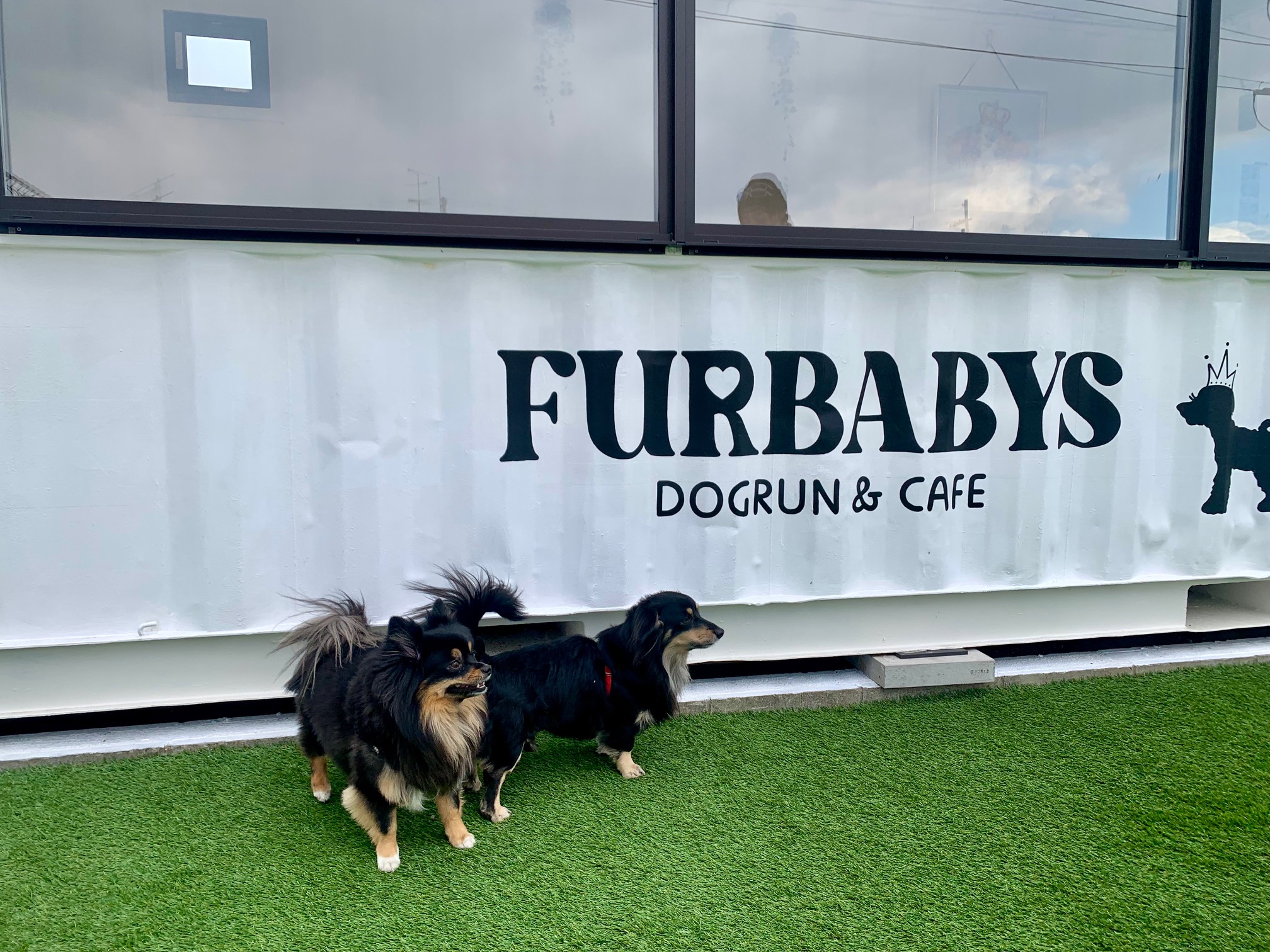 大阪/八尾市】FURBABYS Dogrun&Cafe「2025年2月9日オープン！2エリア