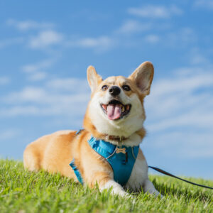 KOTARO