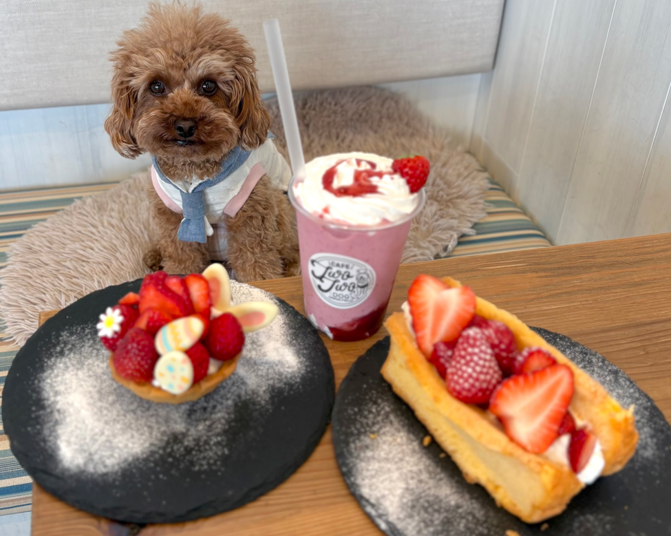 大阪/河南町】cafe two two&dog grass field「約1500平米のドッグラン