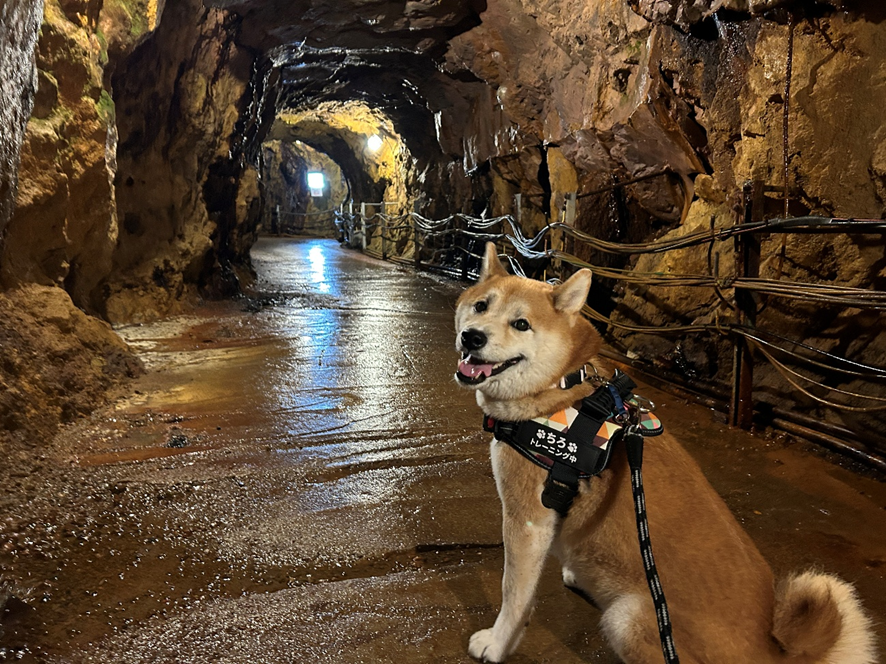 兵庫/朝来市】生野銀山「わんこと夏おすすめ！冷やっと13℃の快適お