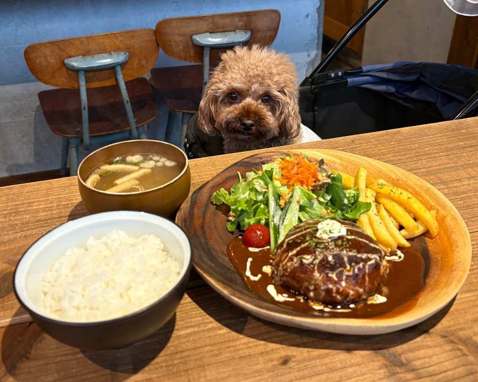 滋賀/大津】木のした料理店「わんこにとっても優しい♪知っていないと