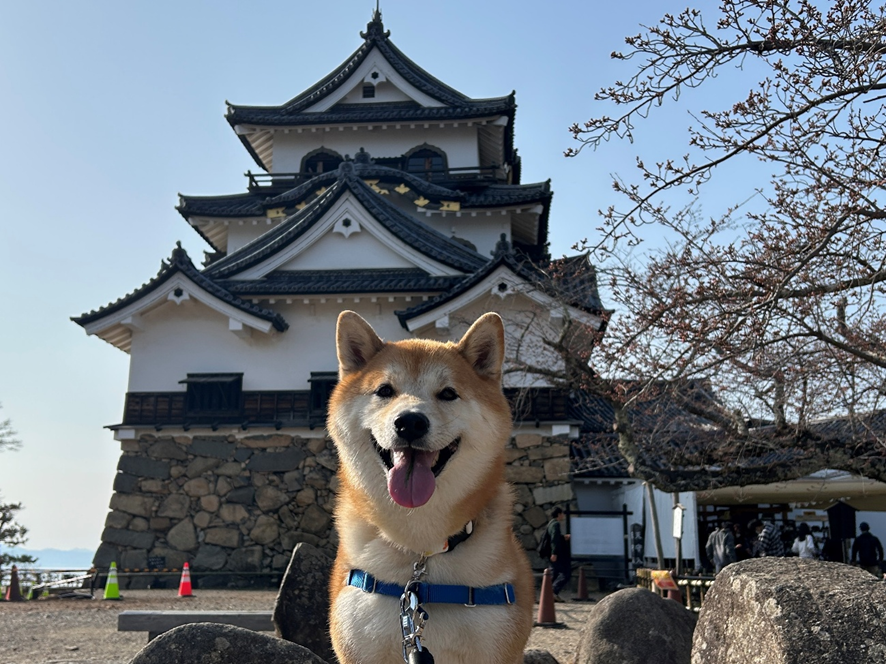 滋賀/彦根市】彦根城｢愛犬も一緒に散策OK！ひこにゃんに会えるかも